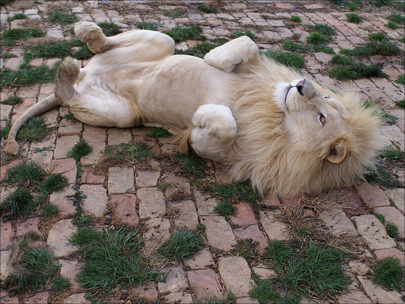 White Lion Lying Down