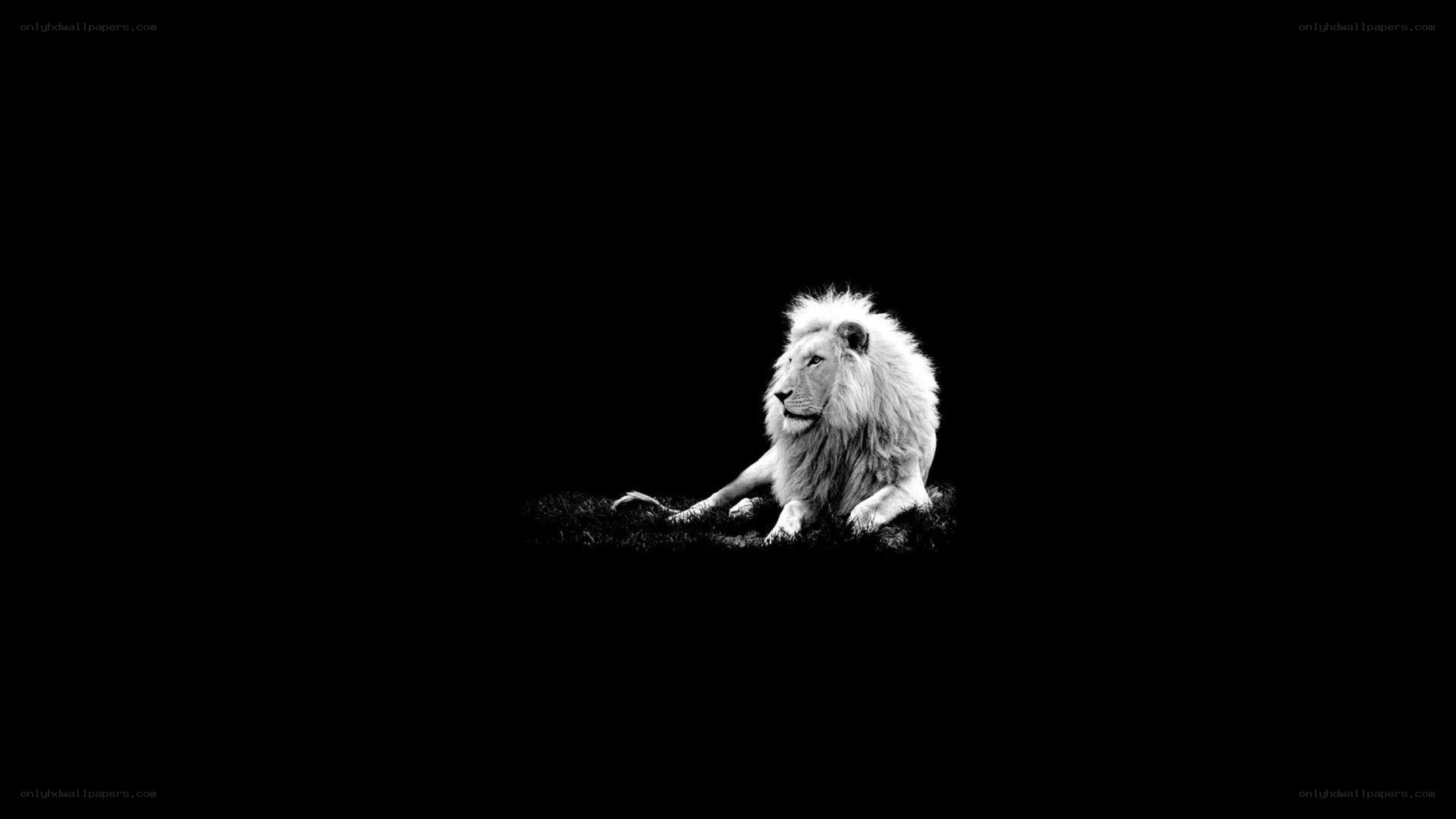 white lion on black background