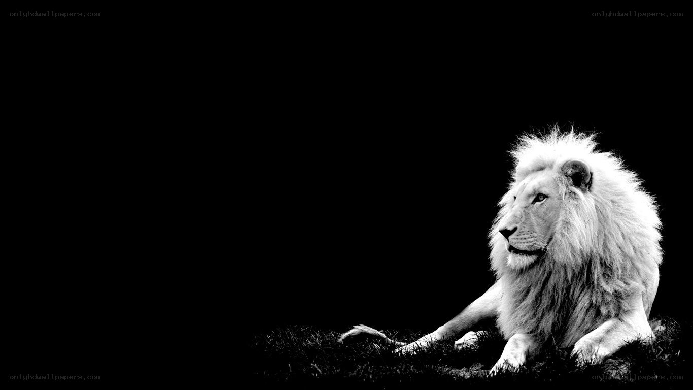 white lion on black background