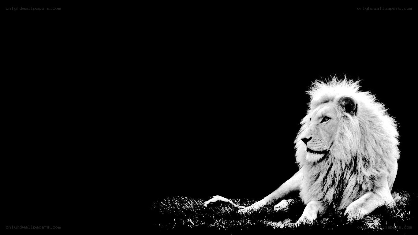 white lion on black background