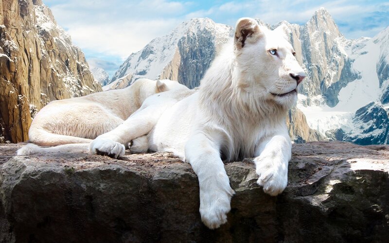 White Lion on Rock — Serene, Photograph