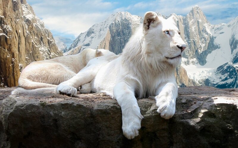 White Lion on Rock — Serene