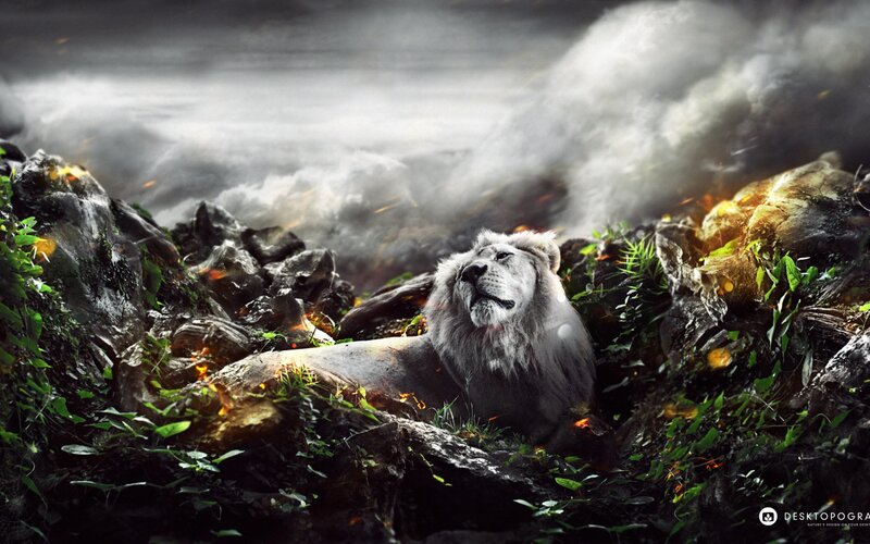 White Lion on Rocks