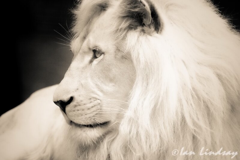 white lion portrait