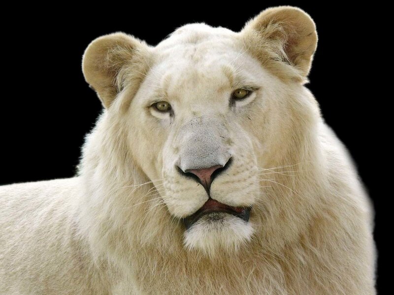 white lion portrait