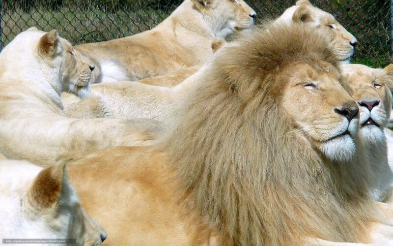 White Lion Pride