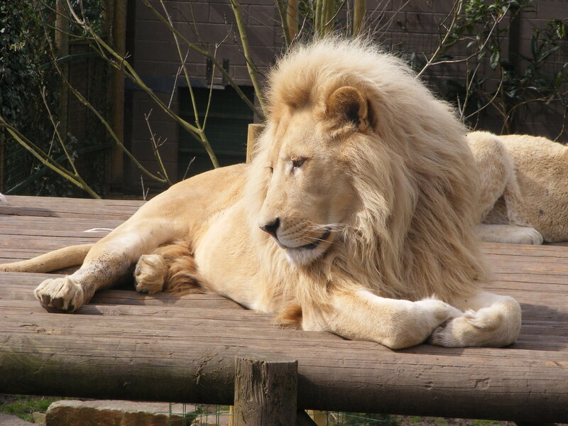 White Lion Resting — Beige