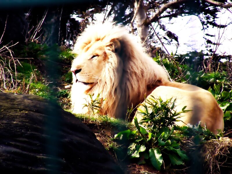 White Lion Resting — Brown