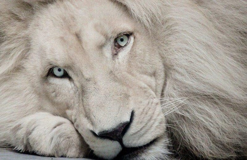 White Lion Resting — Calm