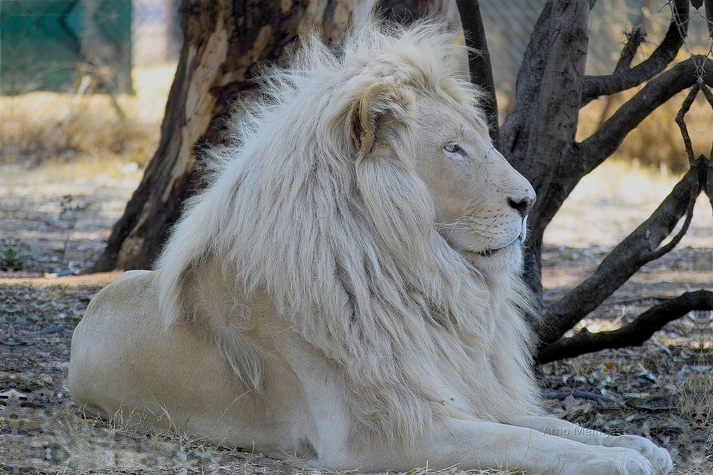 White lion resting in shade
