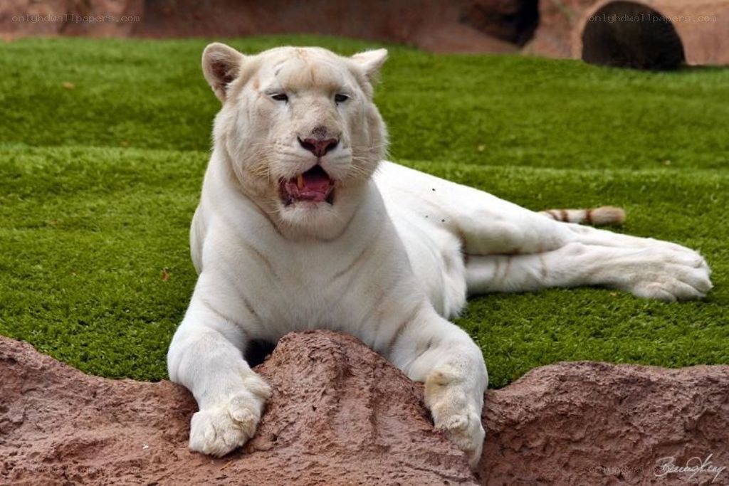 White lion resting on grass