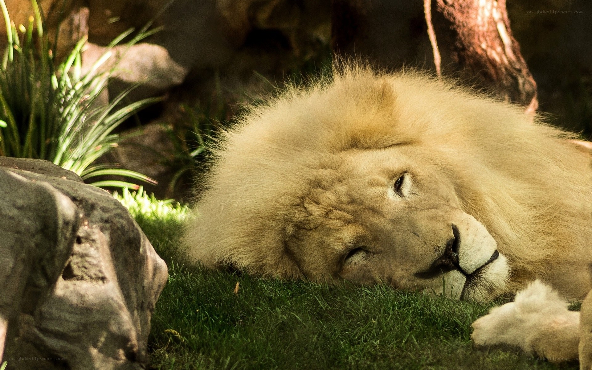 white lion resting on grass
