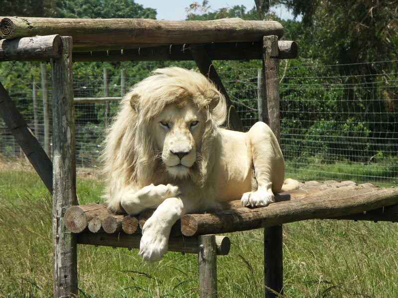 white lion resting on platform