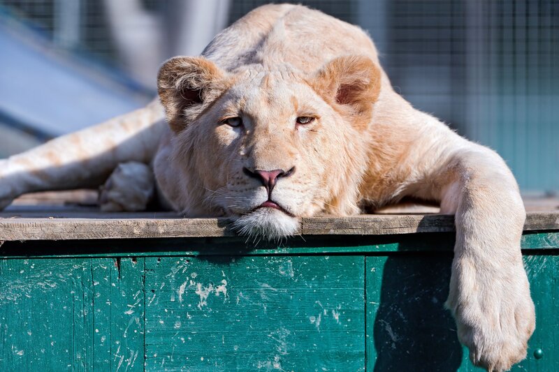 white lion resting on wooden platform