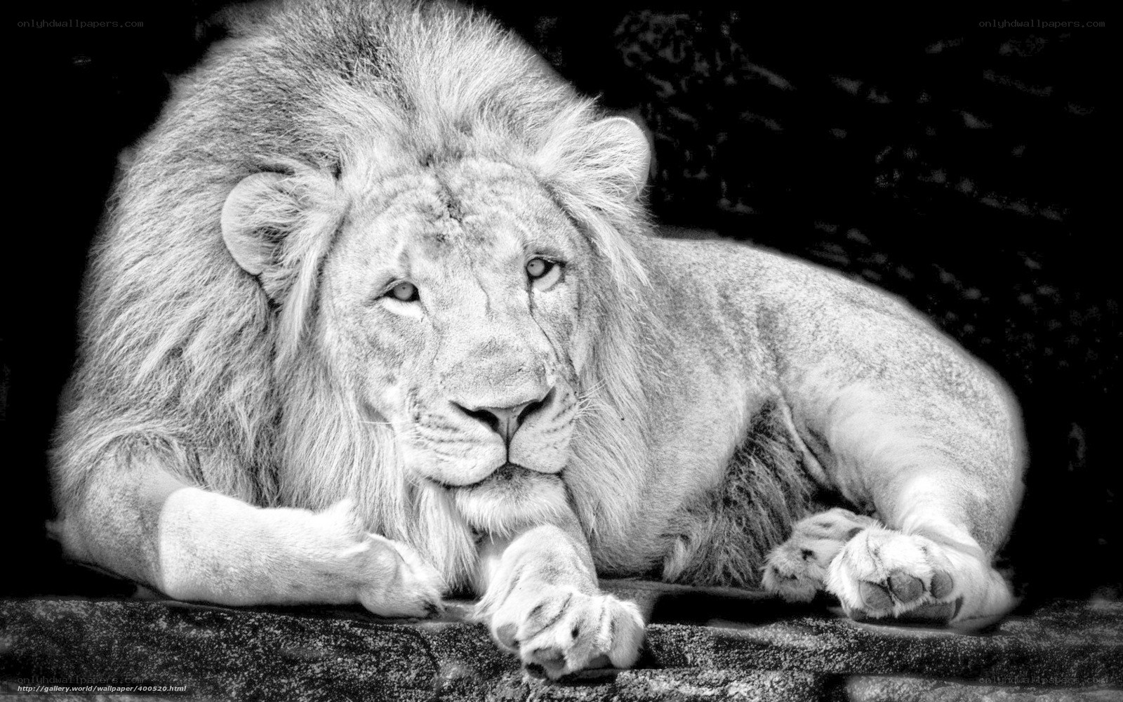 white lion resting