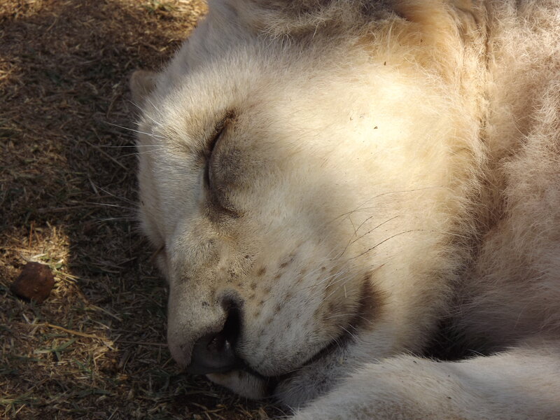White Lion Sleeping — Beige