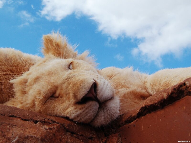 White Lion Sleeping