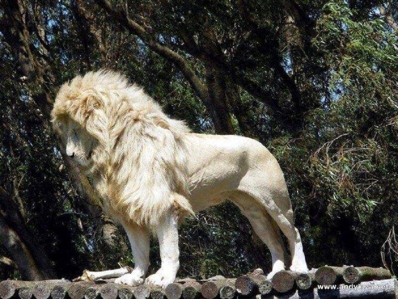 White Lion Standing — Natural