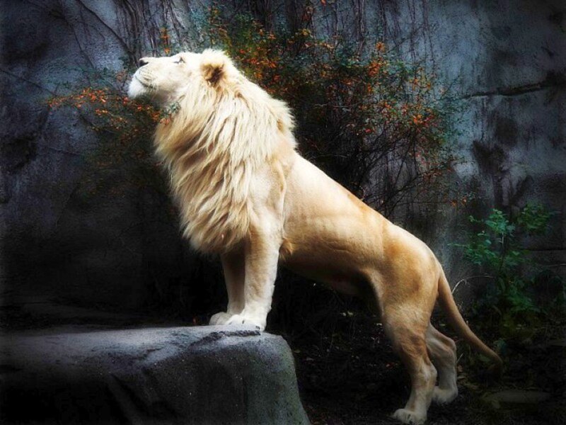 White Lion Standing