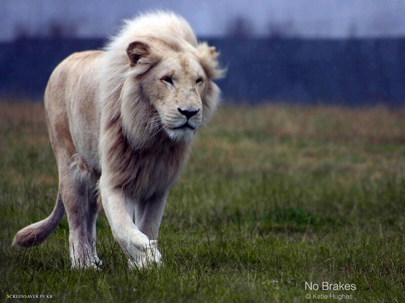 white lion walking in field