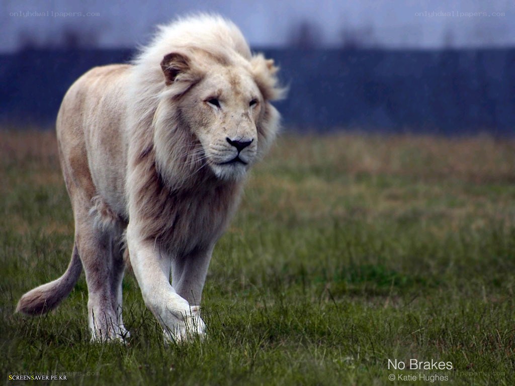 white lion walking in field