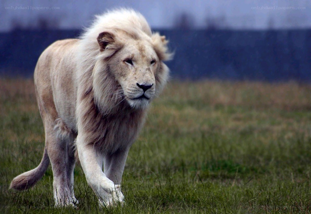 White lion walking in grass