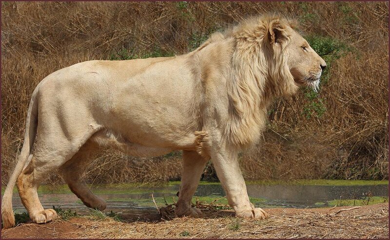 White lion walking in savanna