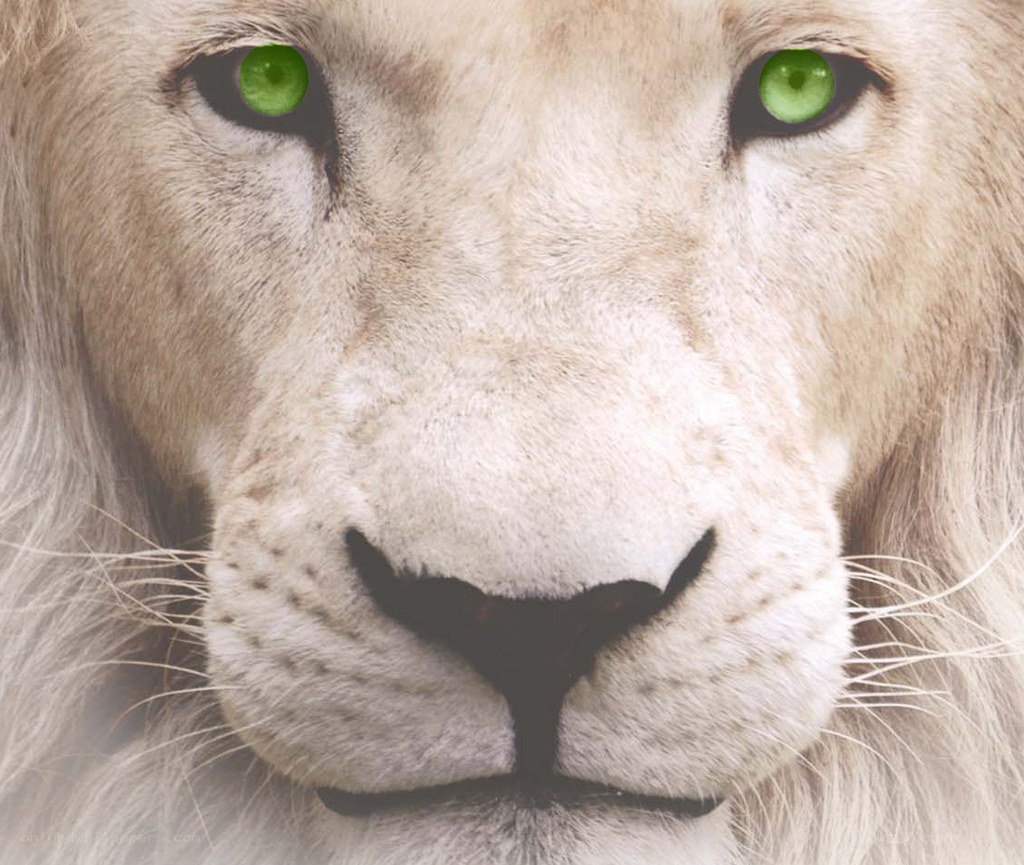 white lion with green eyes