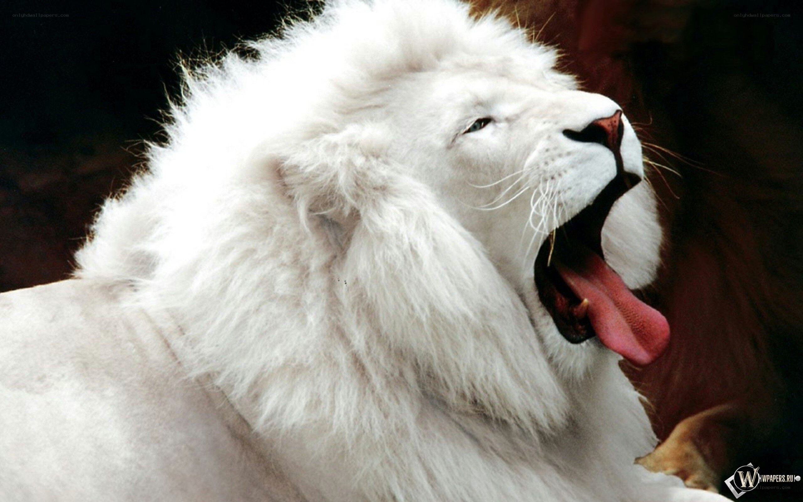 white lion yawning