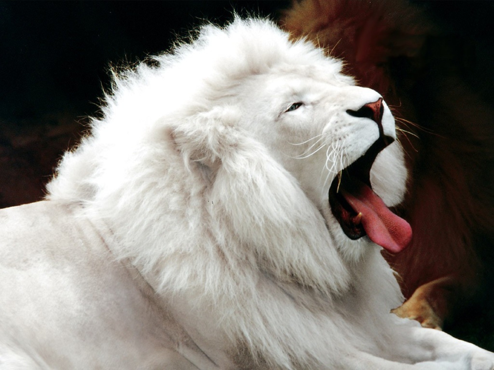 white lion yawning