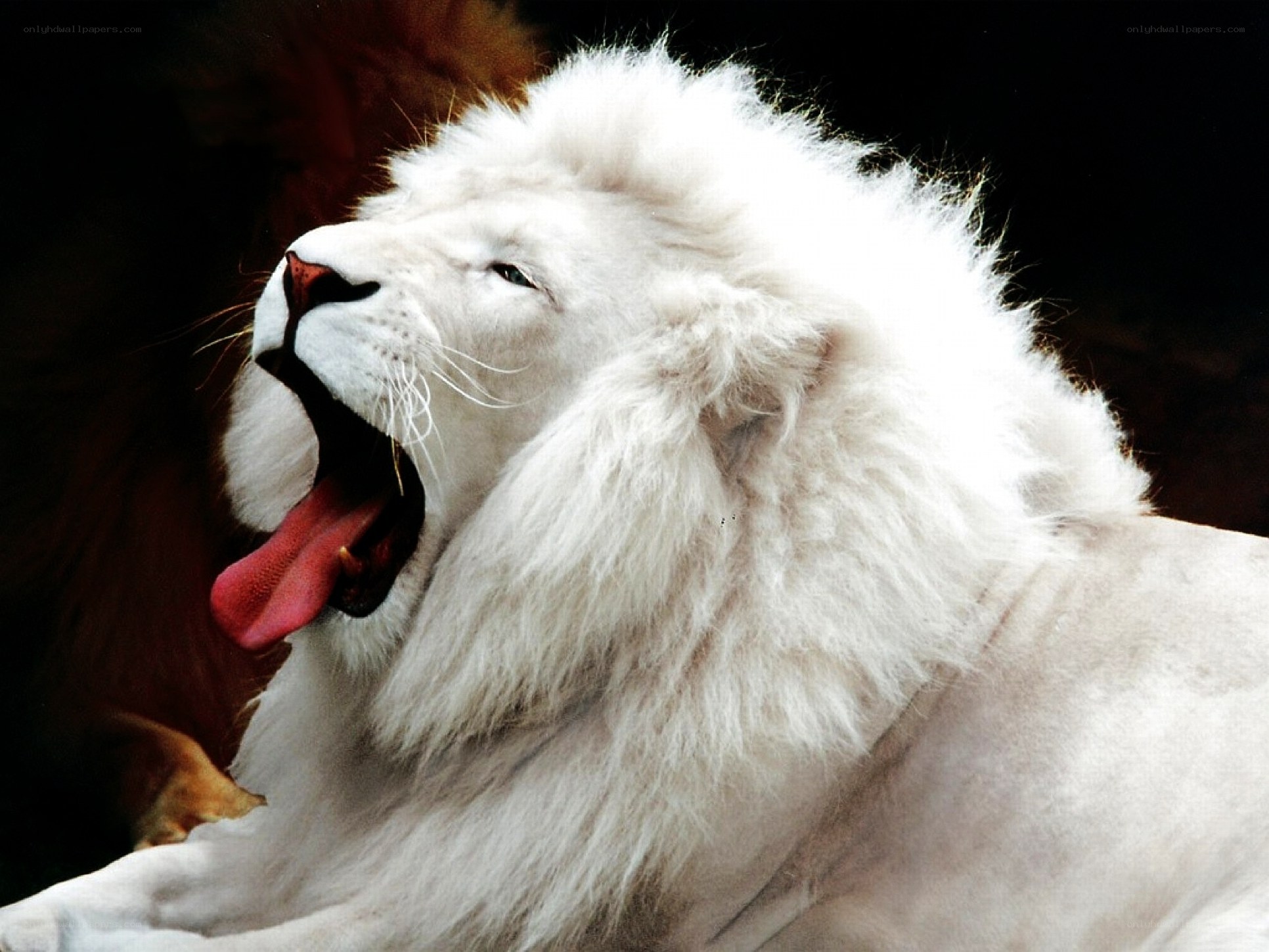 white lion yawning