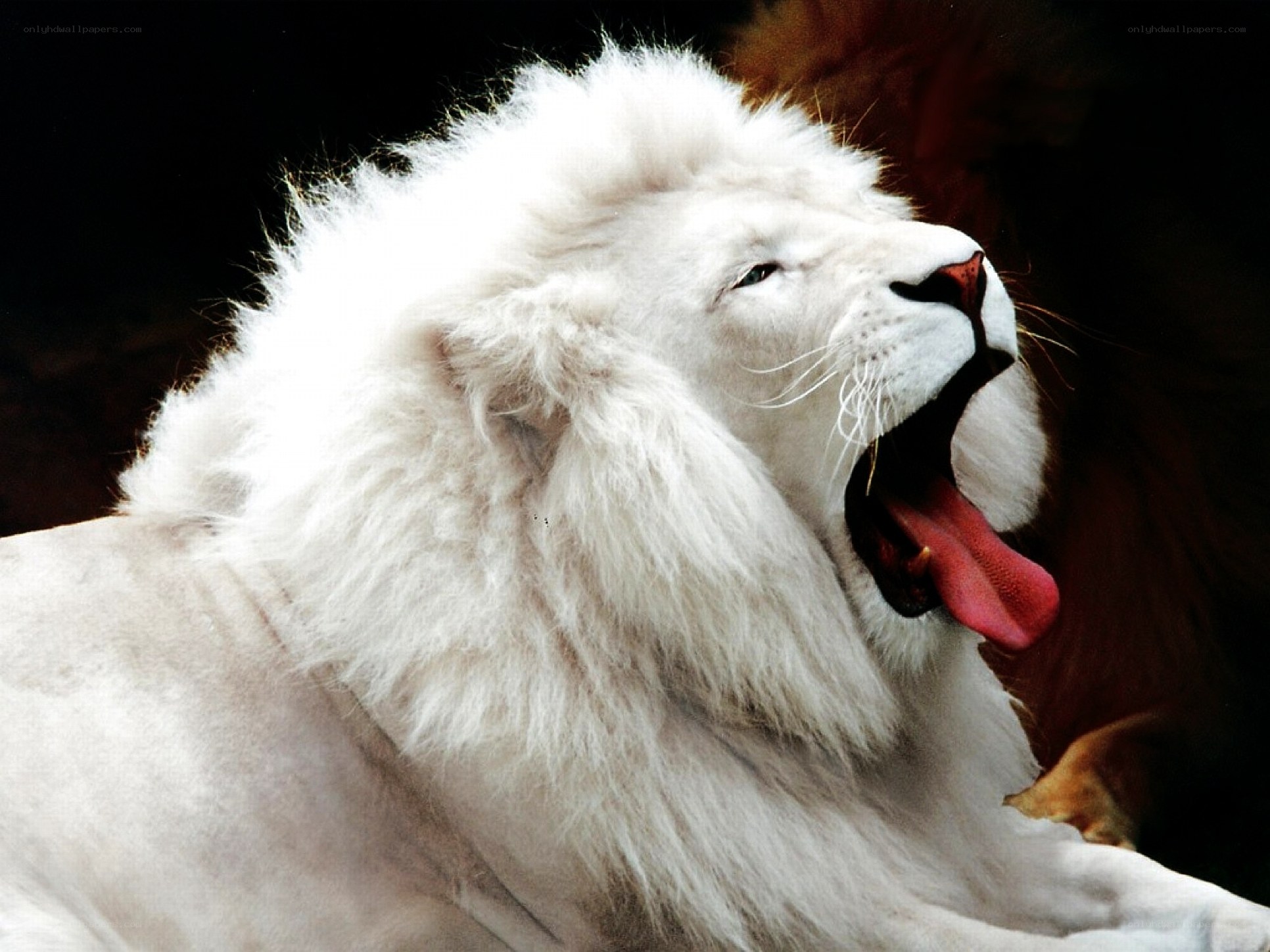 white lion yawning