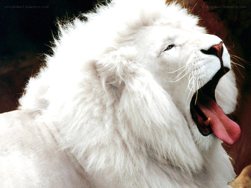 white lion yawning