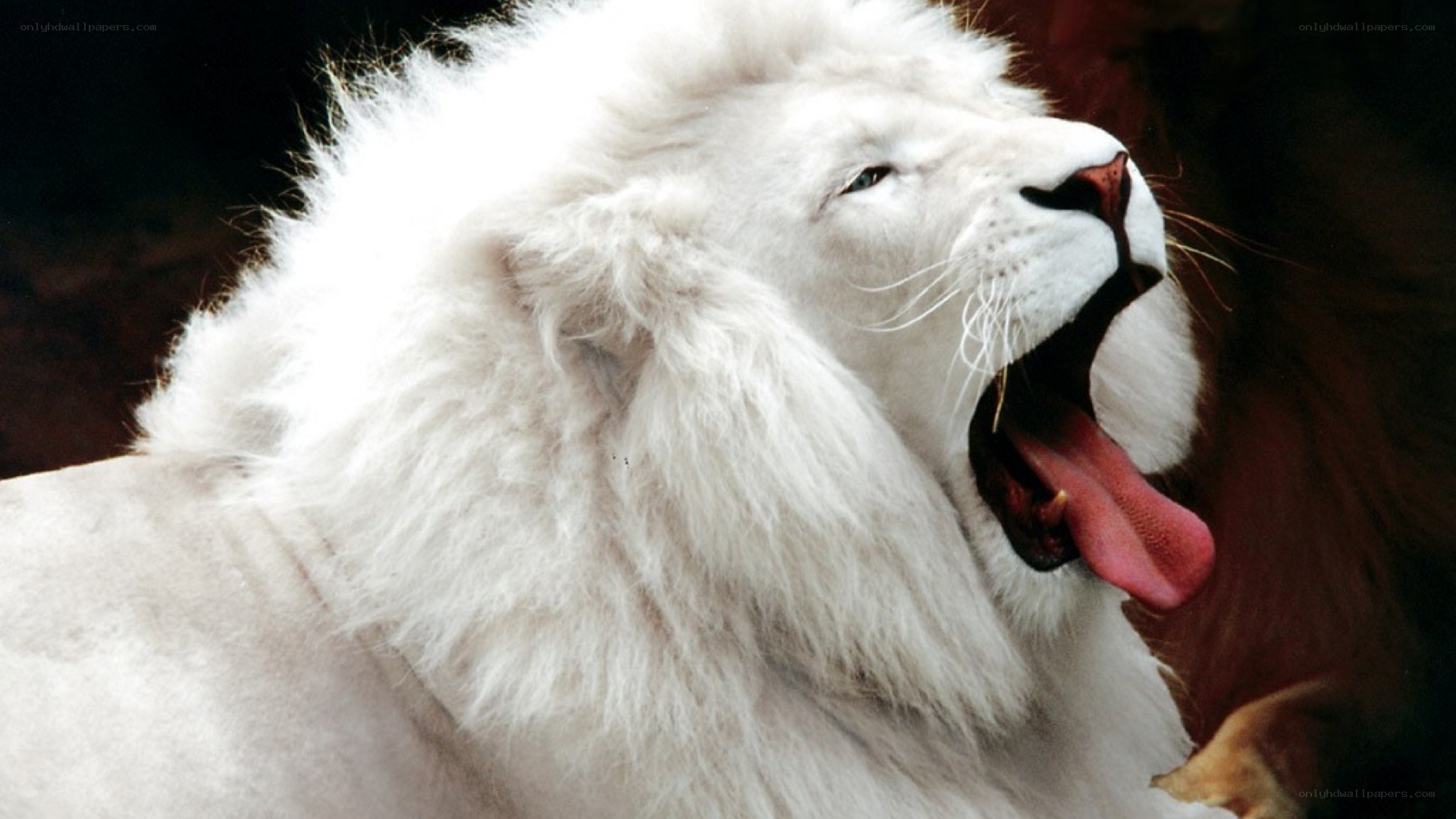 white lion yawning