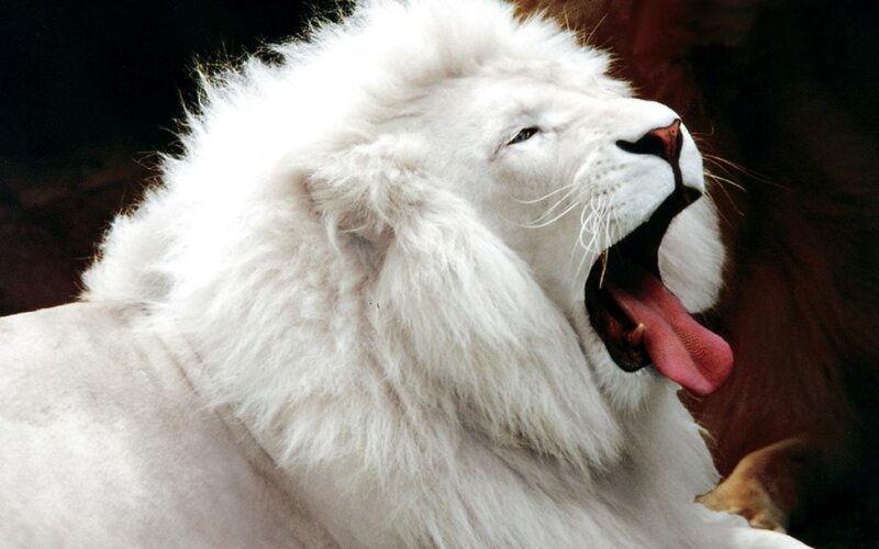 White Lion Yawning — Calm
