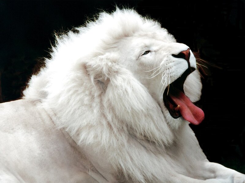 White Lion Yawning — Dramatic