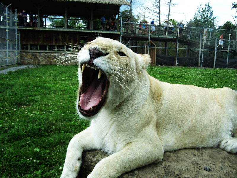 White lion yawning in enclosure