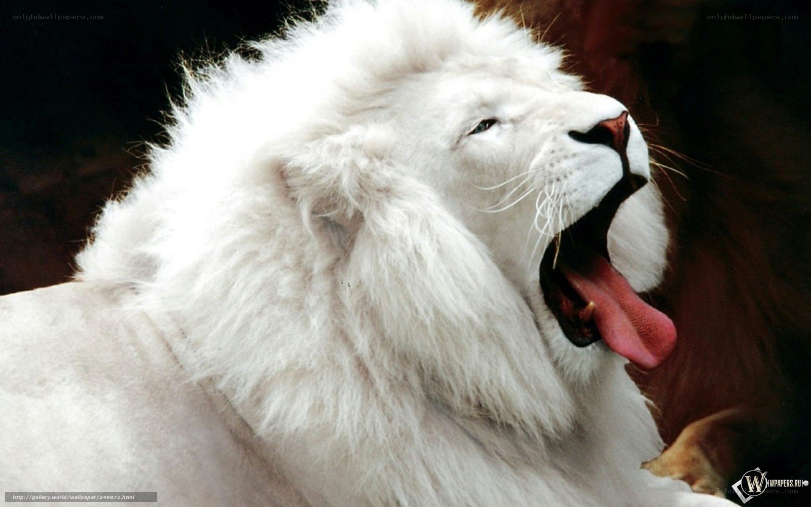white lion yawning