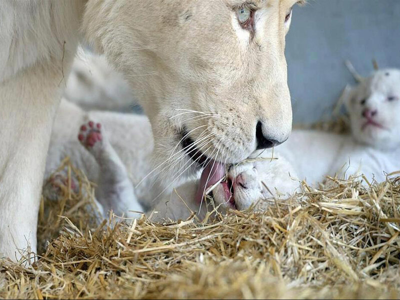 White Lioness Grooming Cub