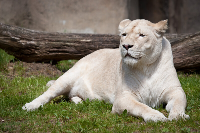 White Lioness Lying — Calm