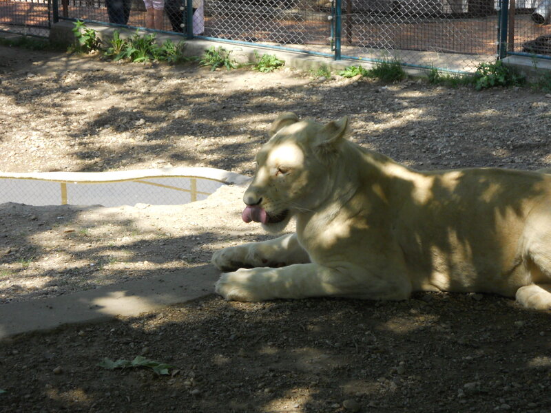 White Lioness Lying