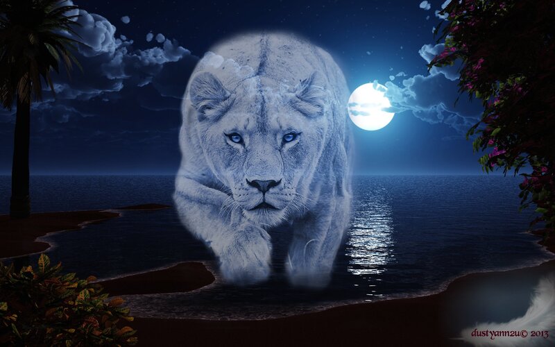 White Lioness on Beach