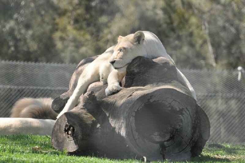 White Lioness Resting
