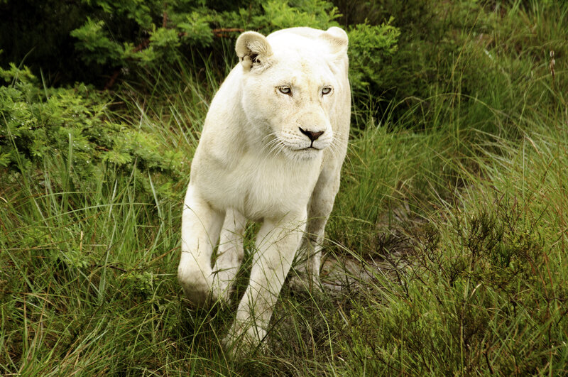 White Lioness Walking