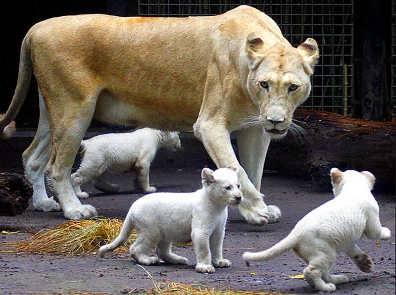 White Lioness with Cubs — Calm