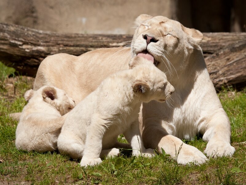 White Lioness with Cubs — Serene