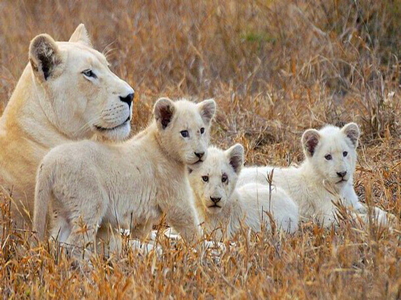 White Lioness with Cubs