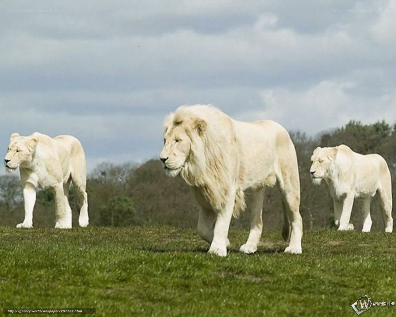 White lions in a field