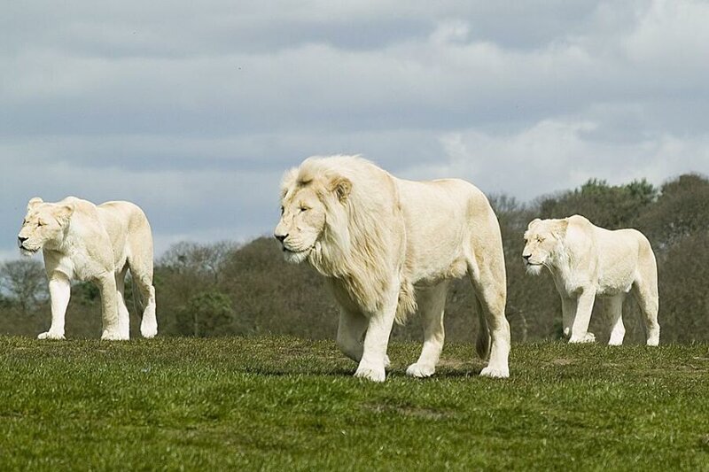 White lions in a grassy field