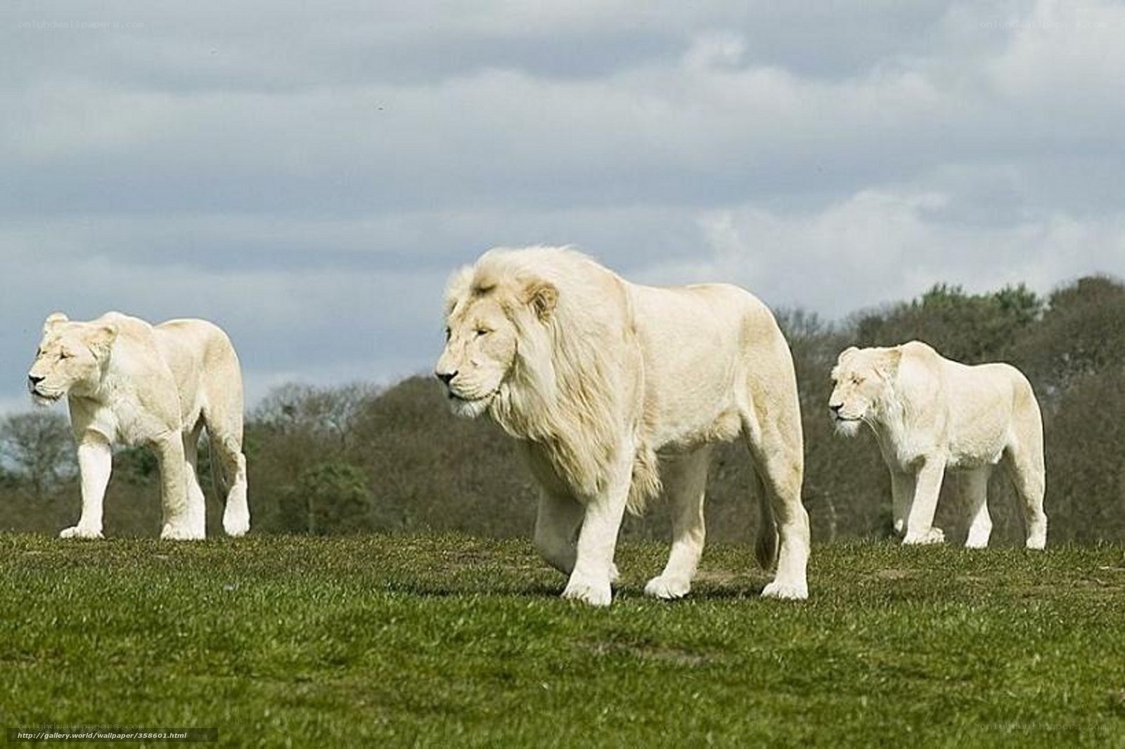 White lions in a grassy field